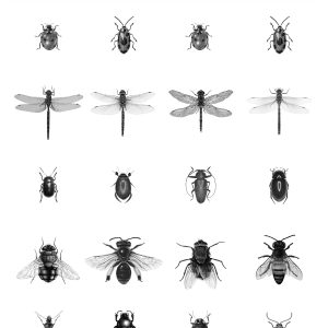 ESTAhome XXL behang pentekening insecten zwart wit – 50 x 900 cm – 158