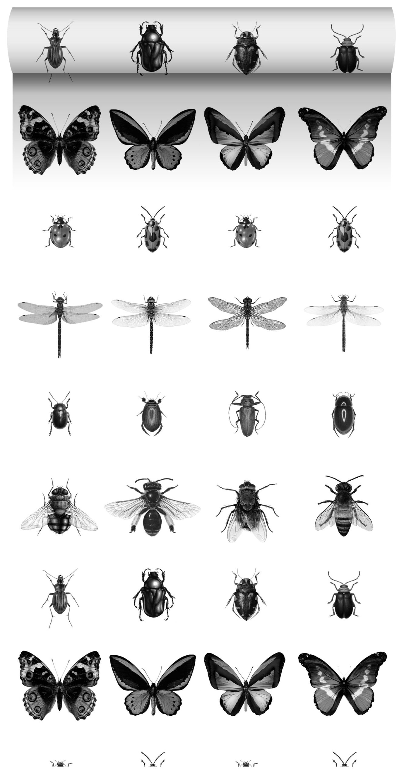 ESTAhome XXL behang pentekening insecten zwart wit - 50 x 900 cm - 158