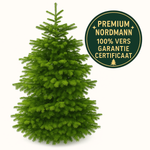 Furnilux Plant & More – Nordmann Kerstboom 210 – 240 cm – Zonder Kluit Furnilux Plant & More – Nordmann Kerstboom 210 – 240 cm – Zonder Kluit