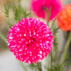 J-Line bloem Chrysant – kunststof – roze J-Line bloem Chrysant – kunststof – roze