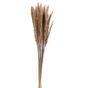 J-Line droogbloemen Bundel Pennisetum – gedroogd gras – bruin – 2 stuk