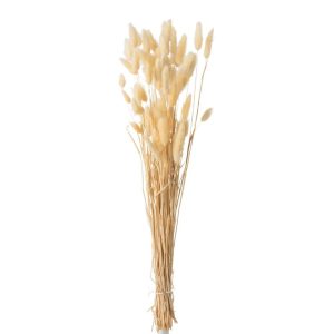 J-Line droogbloemen – Bundel Pluim Hazenstaart Gedroogd – riet – beige