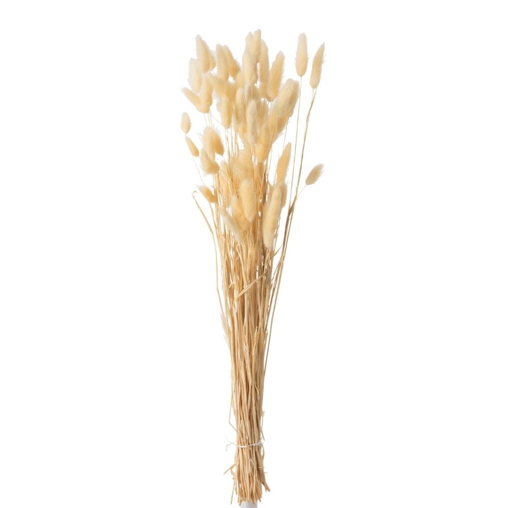 J-Line droogbloemen - Bundel Pluim Hazenstaart Gedroogd - riet - beige