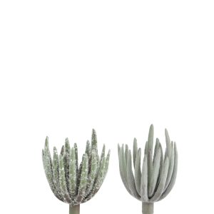 J-Line plant Echeveria – kunststof – groen – small – 2 stuks J-Line plant Echeveria – kunststof – groen – small – 2 stuks