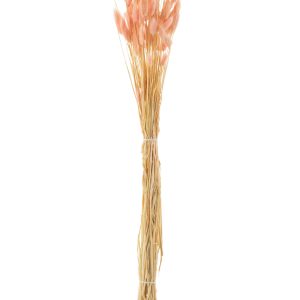 J-Line droogbloemen – Bundel Hazenstaart – gedroogd pluim – lichtroze
