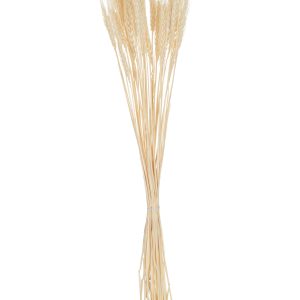 J-Line droogbloemen – bundel gedroogde Tarwe – riet – ecru