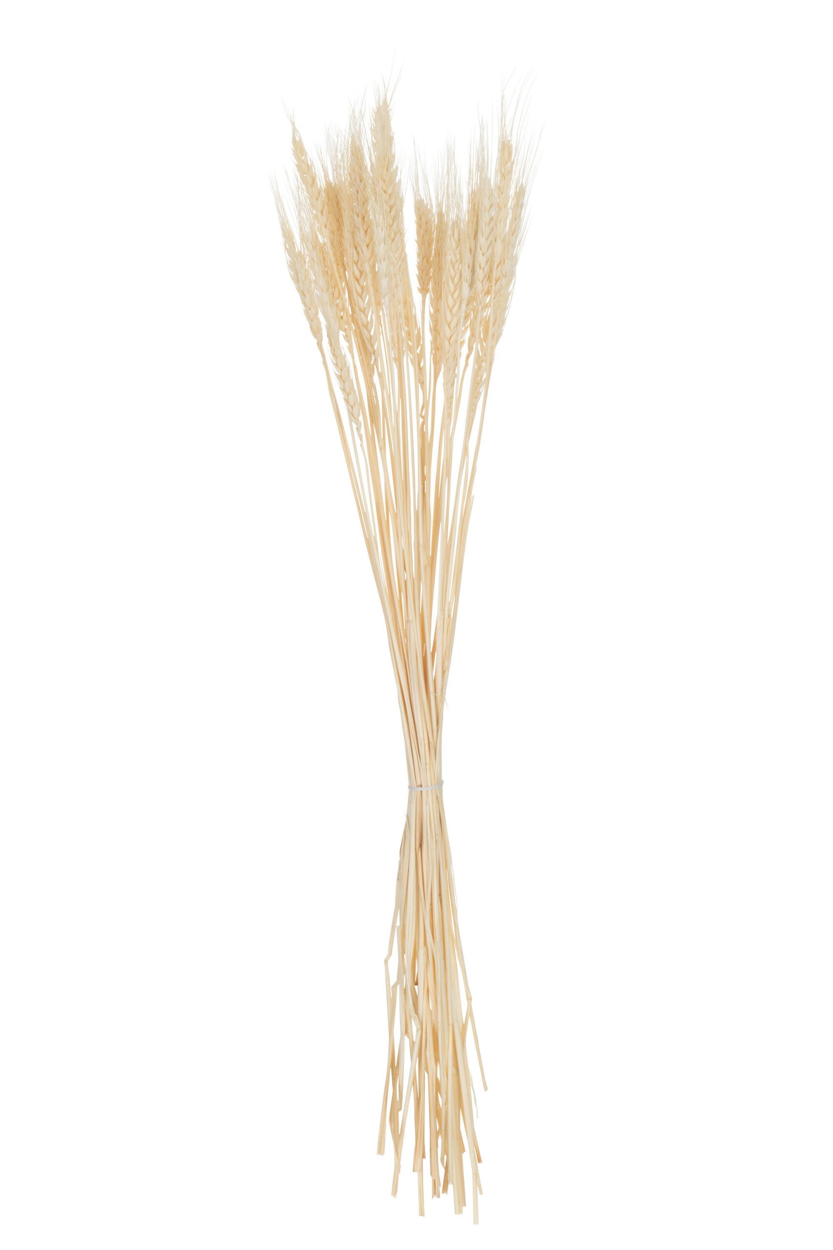 J-Line droogbloemen - bundel gedroogde Tarwe - riet - ecru