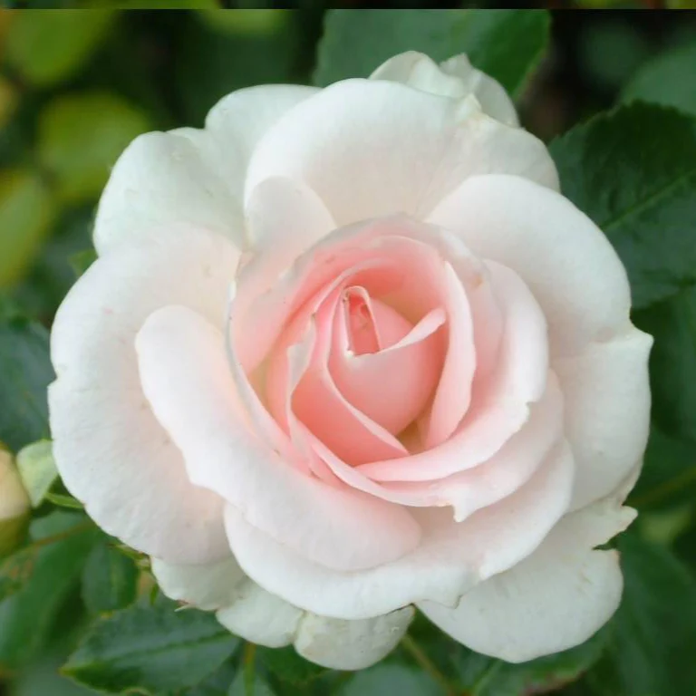 Aspirin Rose
