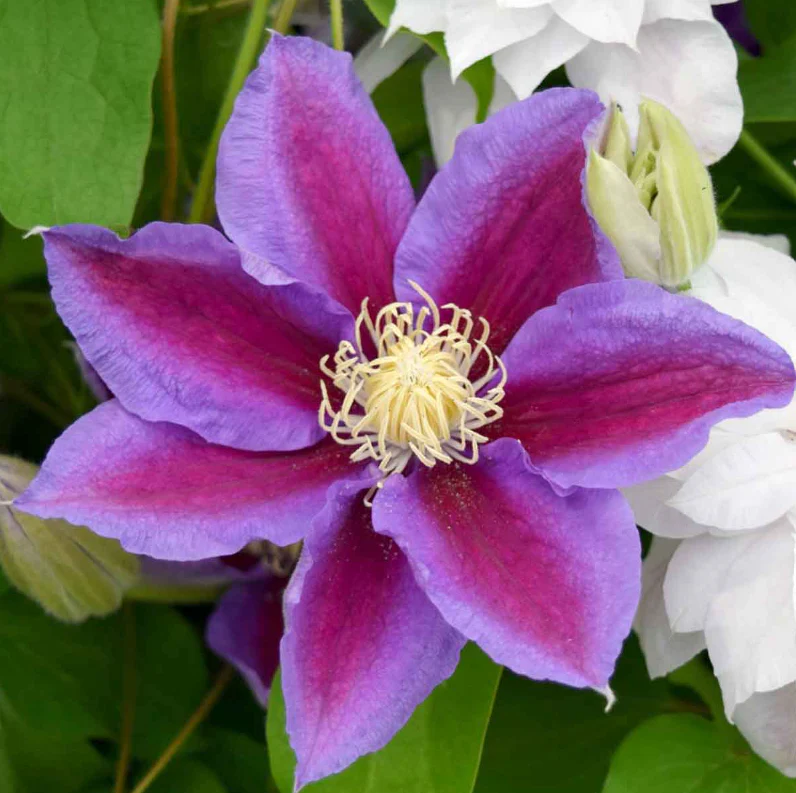 Clematis ‘Barbara Jackman’