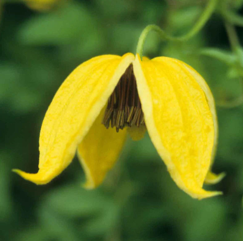 Clematis ‘Bill MacKenzie’