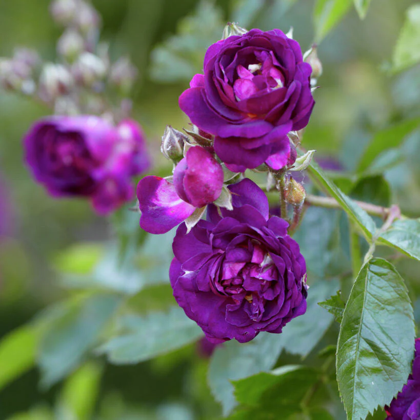 Blue Magenta
