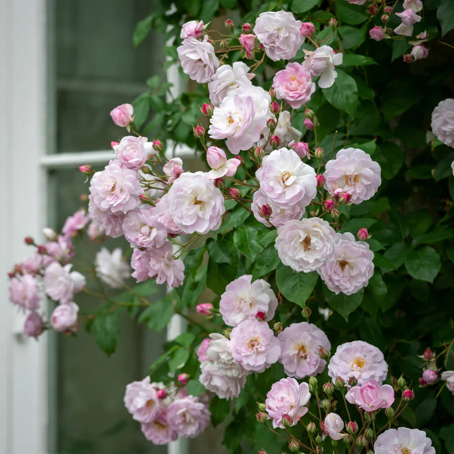 Blush Noisette