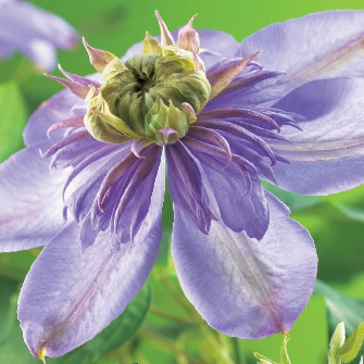 Clematis ‘Blue Light’ PBR
