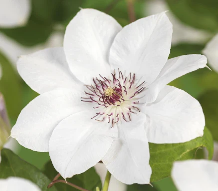 Clematis ‘Miss Bateman’
