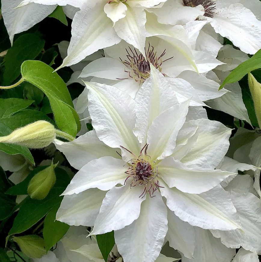Clematis ‘Sparkler’