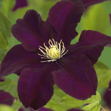 Clematis ‘Warszawska Nike’