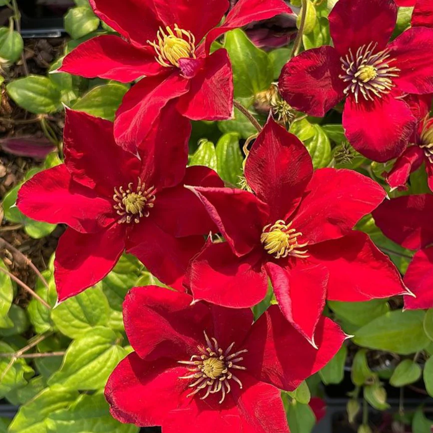 Clematis ‘Ernest Markham’