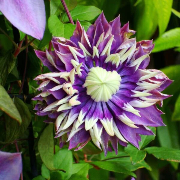 Clematis ‘Taiga’