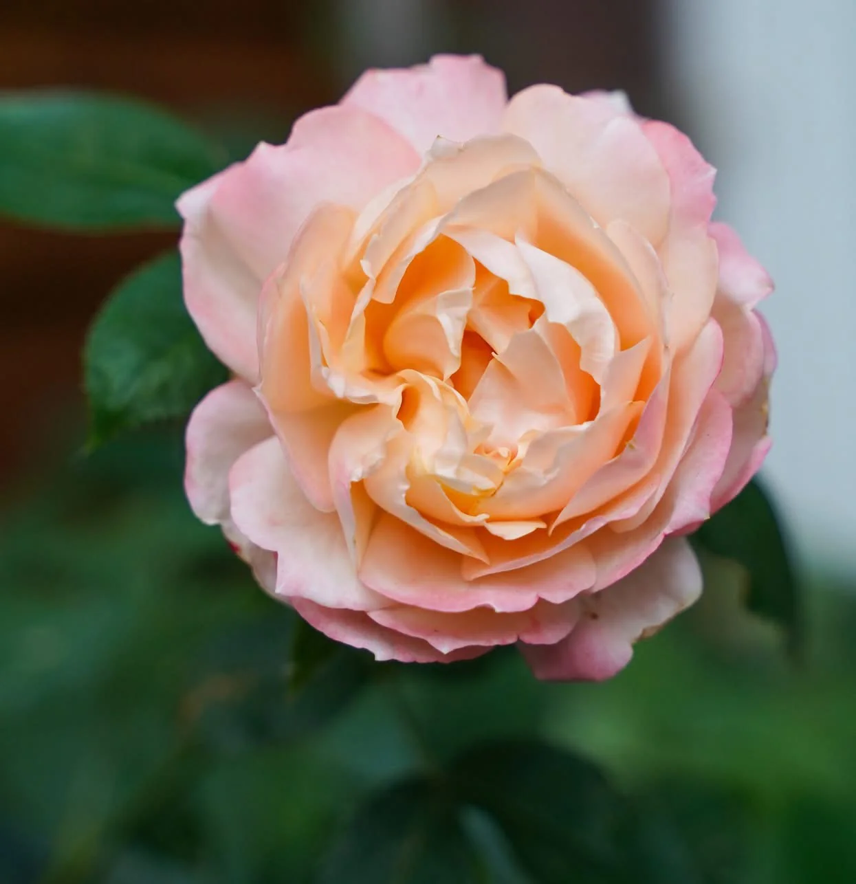 Japanse roos  Princess Suki (Geliefde)