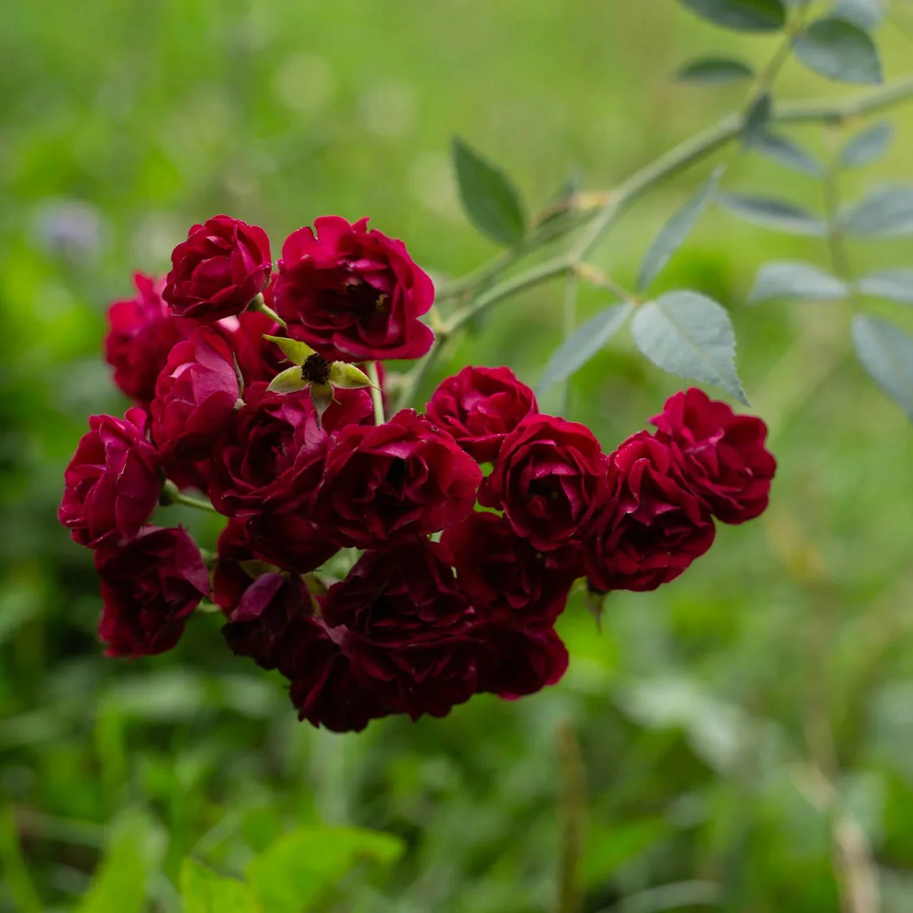 Perennial Red