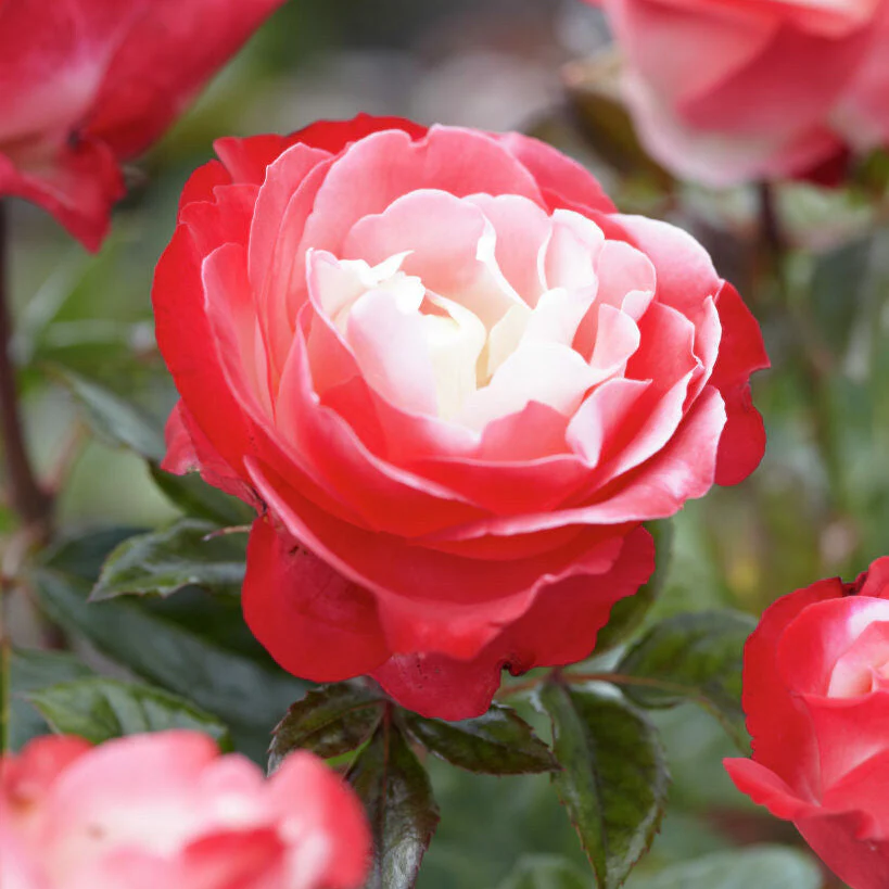 Rosa Nostalgie (op stam)