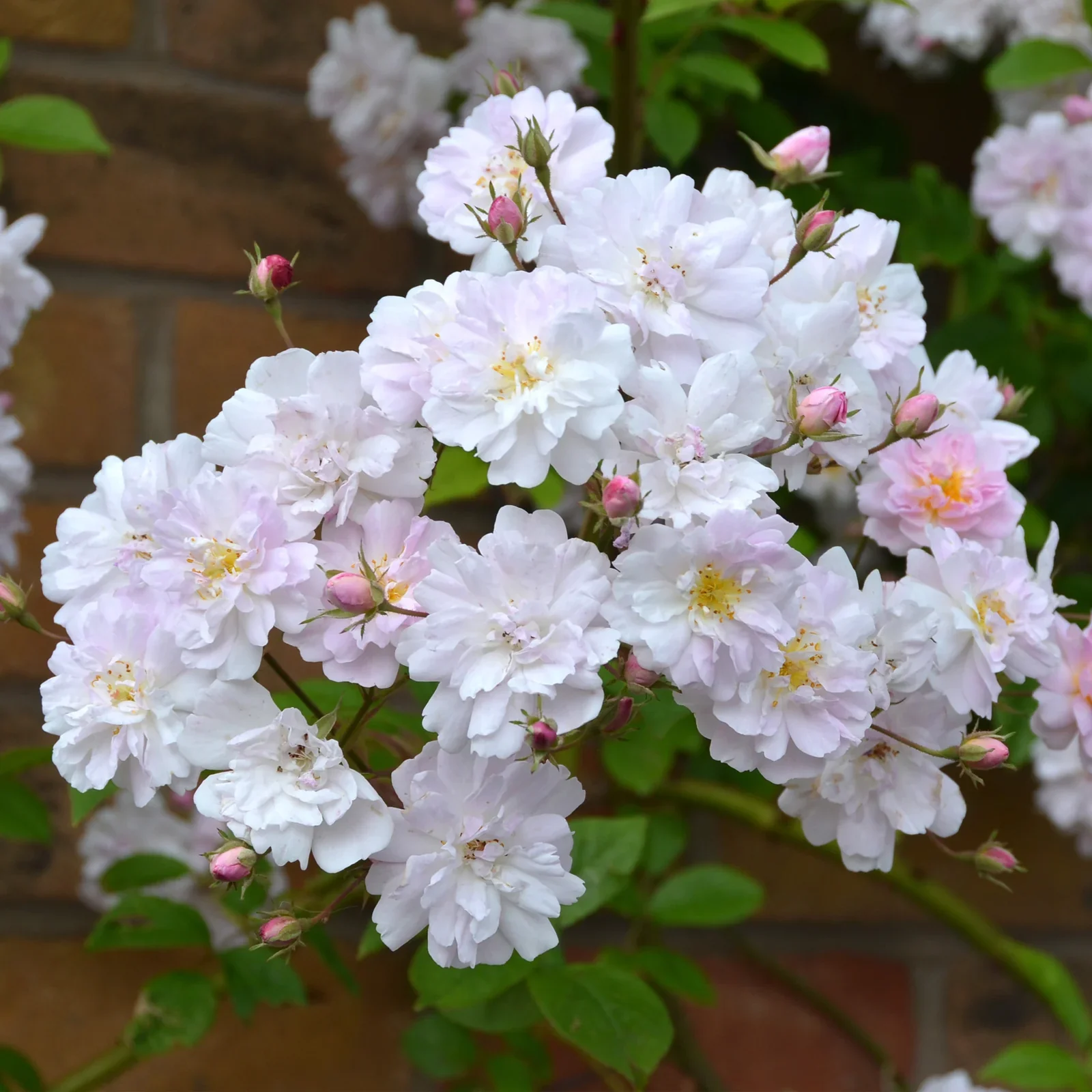 Paul’s Himalayan Musk Rambler