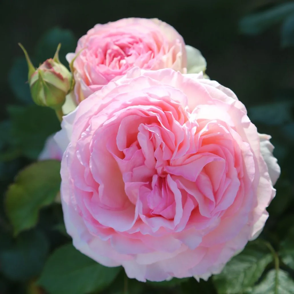 Eden Rose / Pierre de Ronsard (op stam)