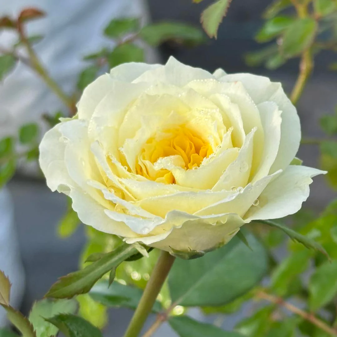 Japanse roos Princess Hoshi (Ster)