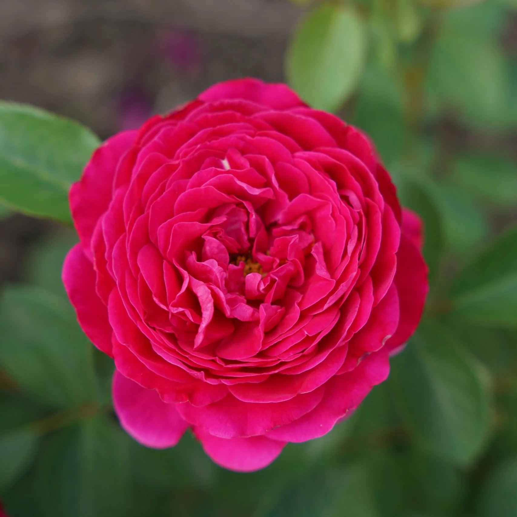 Eetbare roos – Pure Aroma