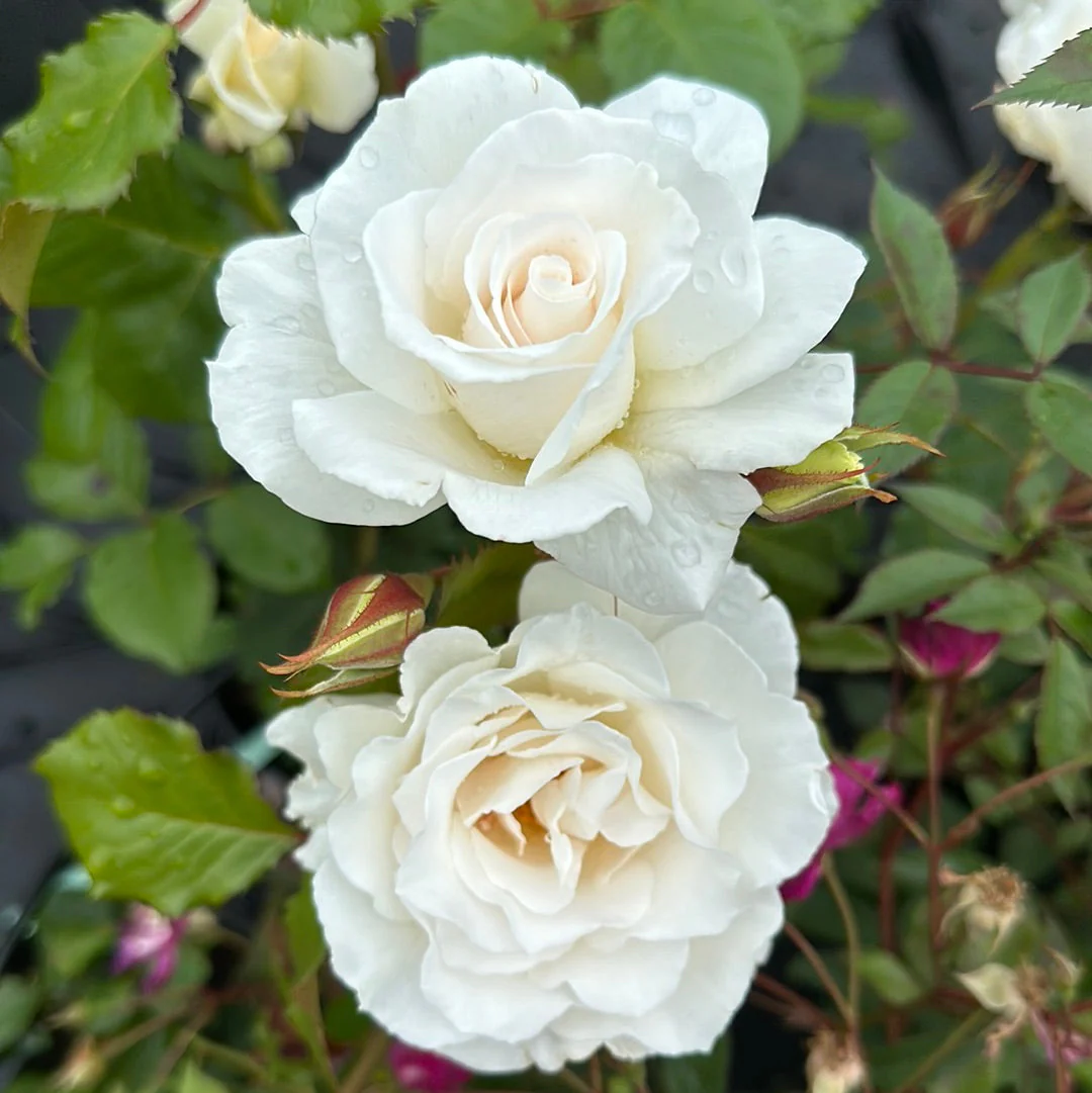 Margaret Merril