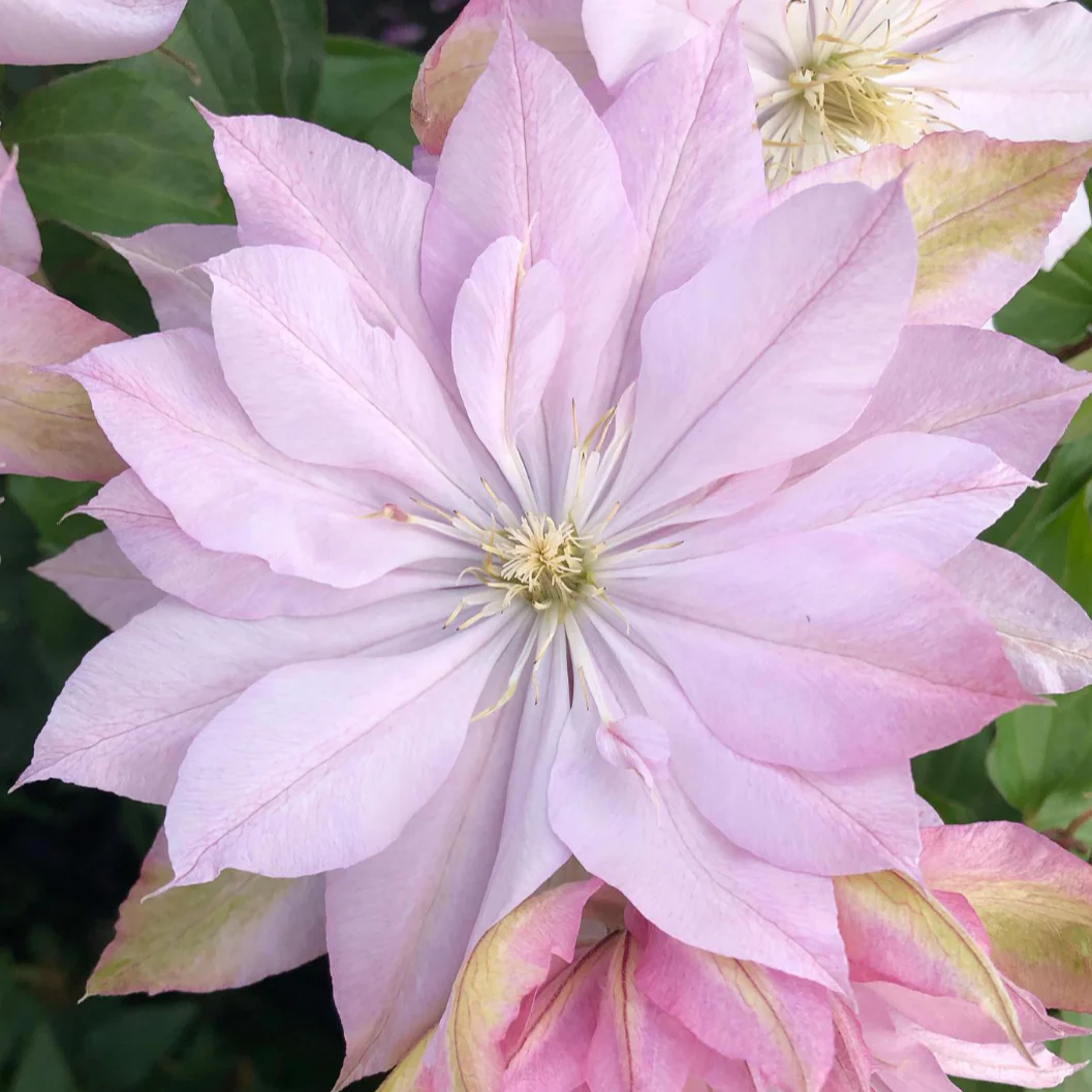Clematis ‘Violet Elizabeth