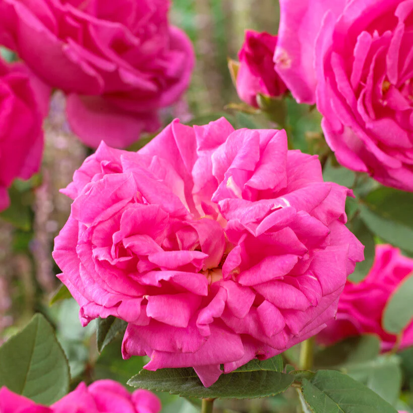 Zéphirine Drouhin