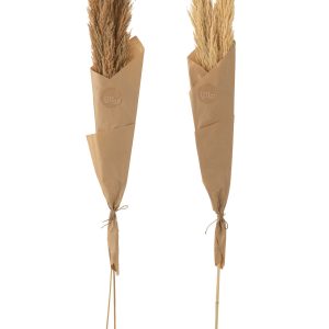 J-Line droogbloemen – Tak Veer Pampas – naturel – 2 stuks