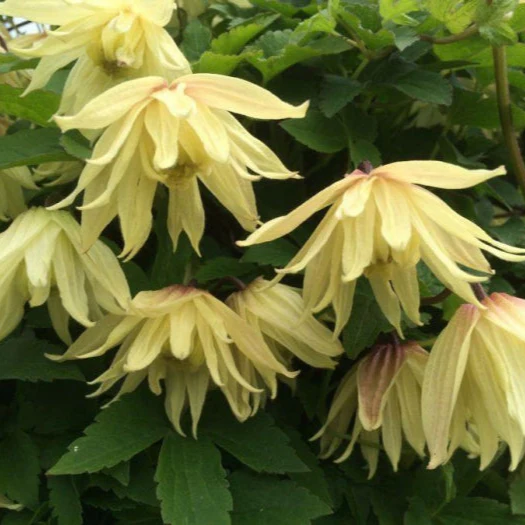 Clematis ‘Amber’