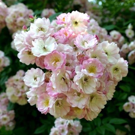 Apple Blossom