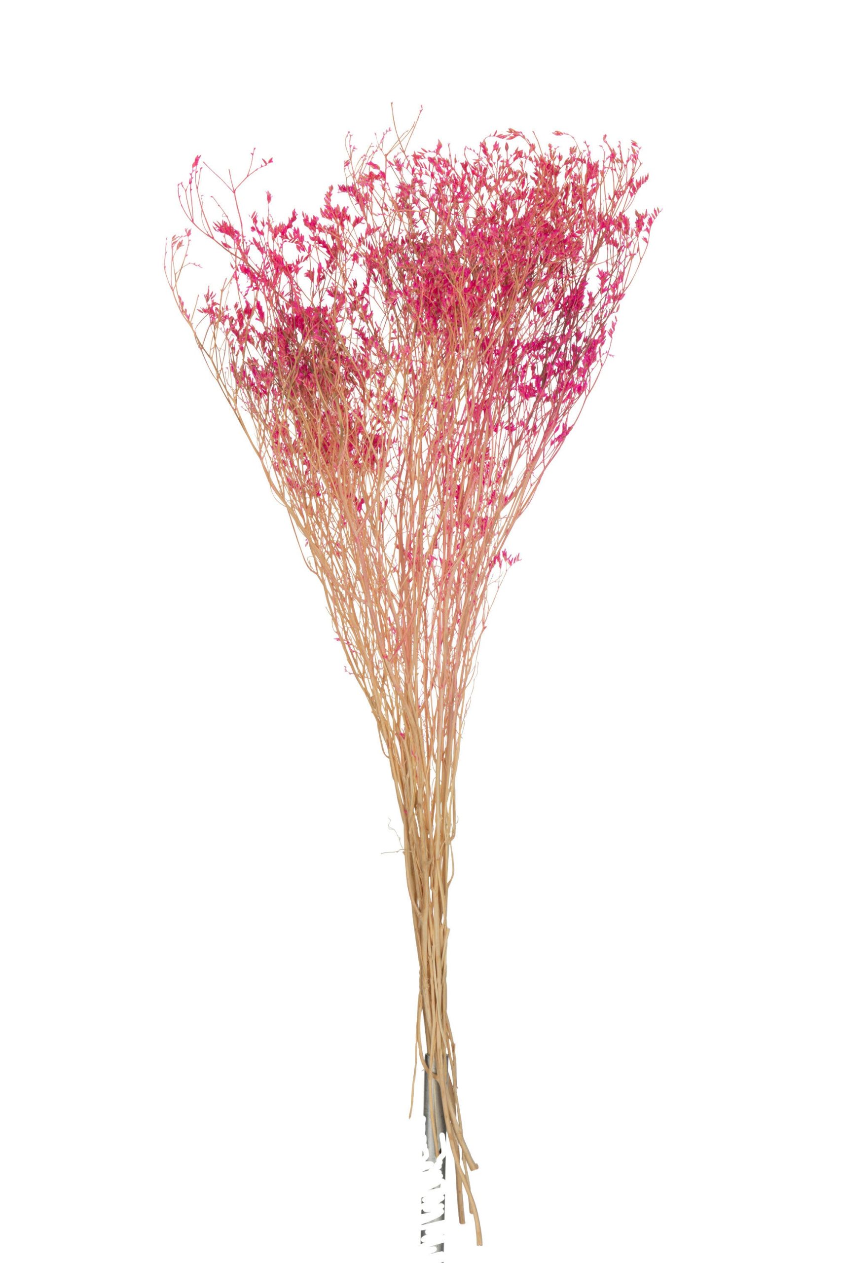 J-Line droogbloemen - Bundel Gedroogde Gypsophilia - riet - fuchsia -