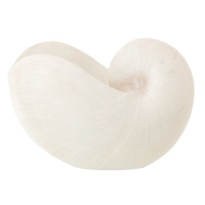 J-Line decoratie Schelp – polyresin – wit