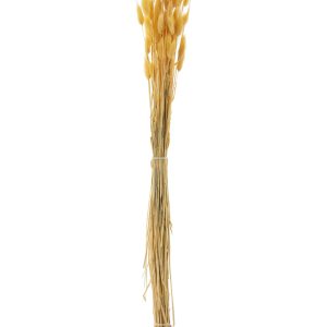 J-Line droogbloemen – Bundel Hazenstaart – gedroogd pluim – lichtgeel