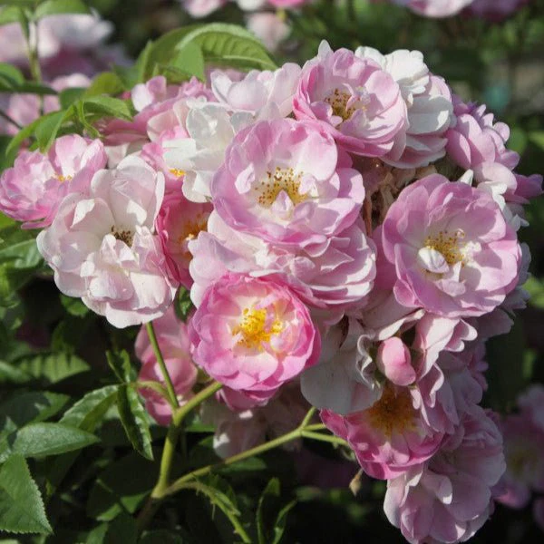Blush Rambler