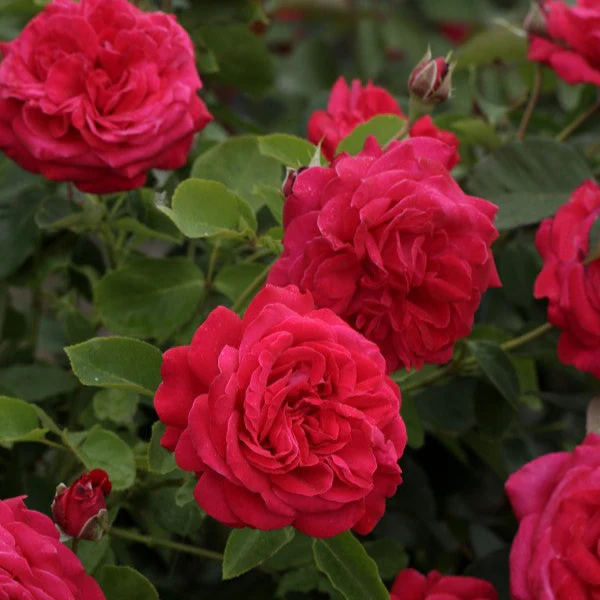 Dame de Coeur