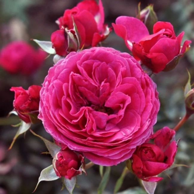 Eetbare roos – Dolce