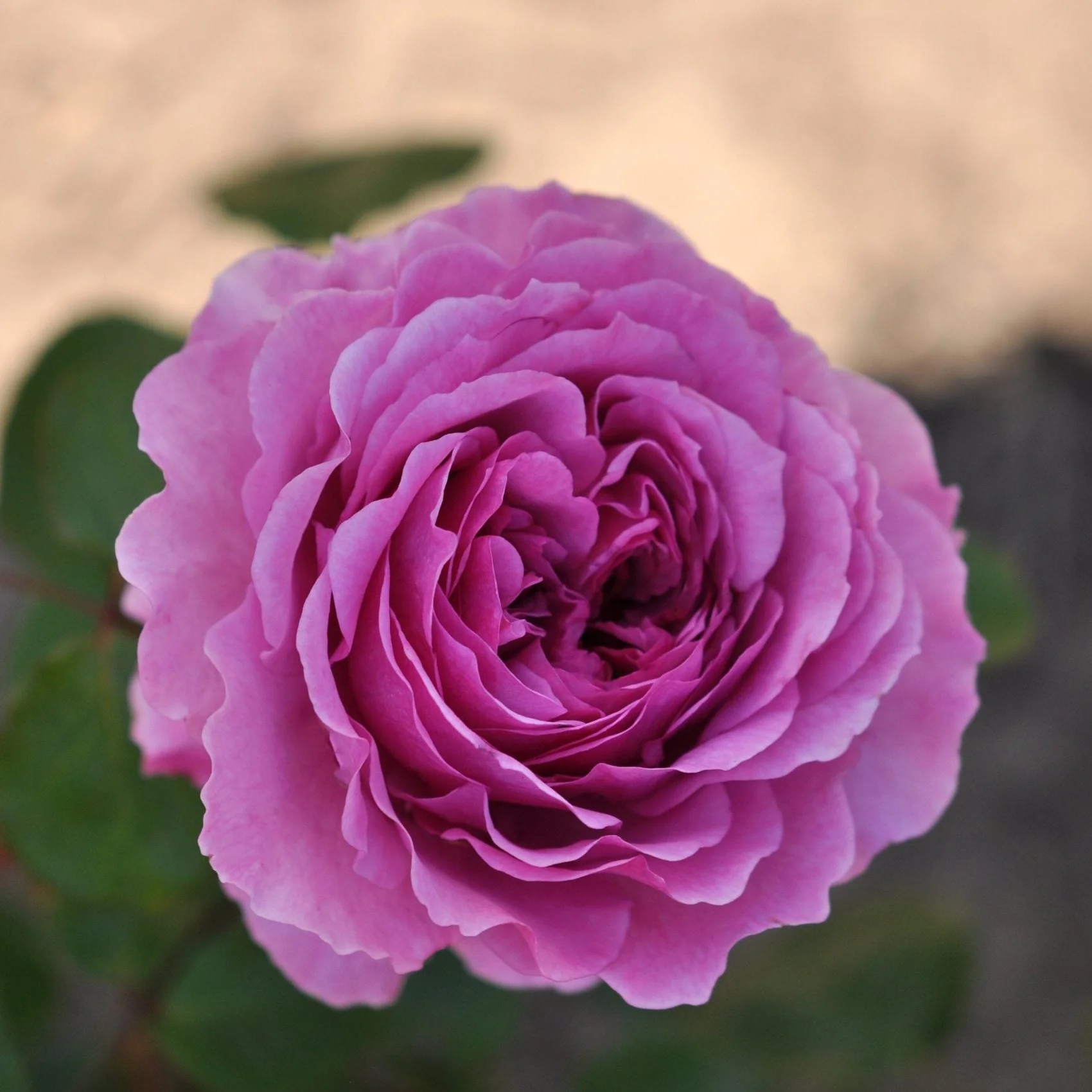 Eetbare roos – Adore Aroma
