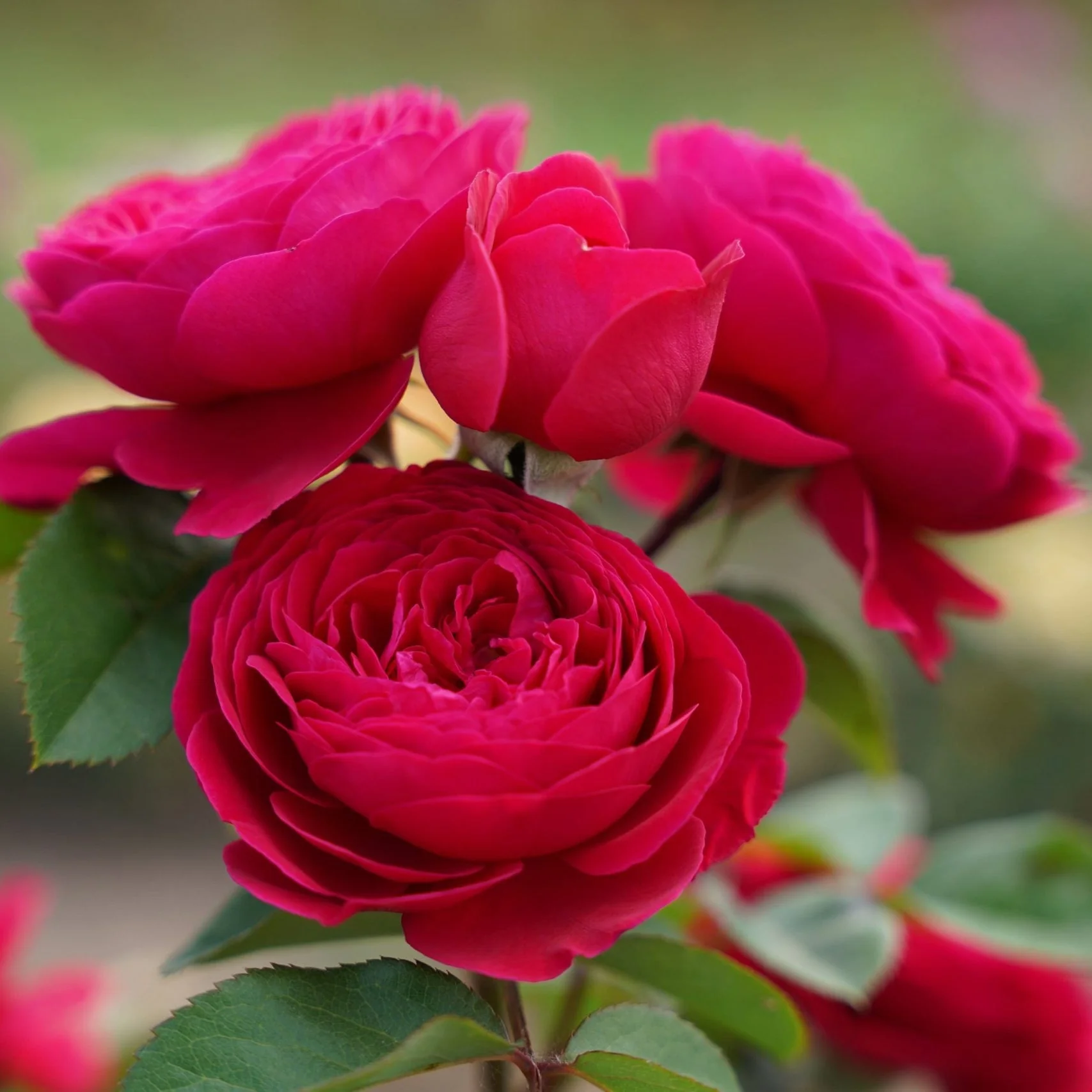 Eetbare roos – Andre Rieu