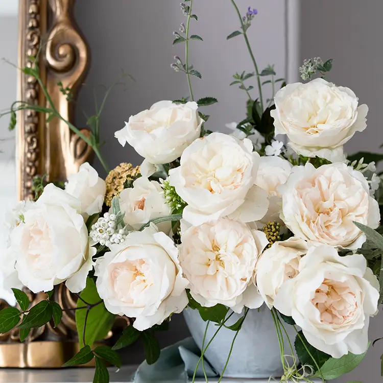 David Austin Purity  (12stuks)