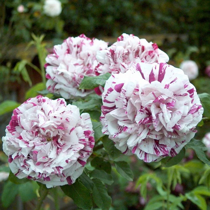 Variegata di Bologna