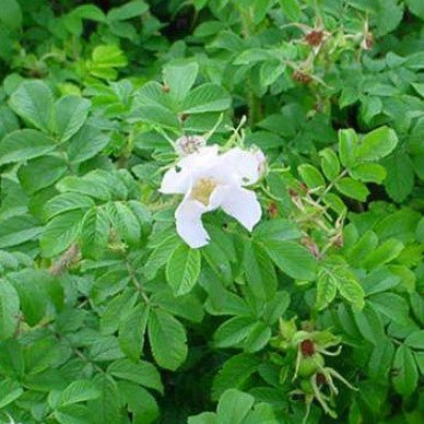 Rugosa Alba