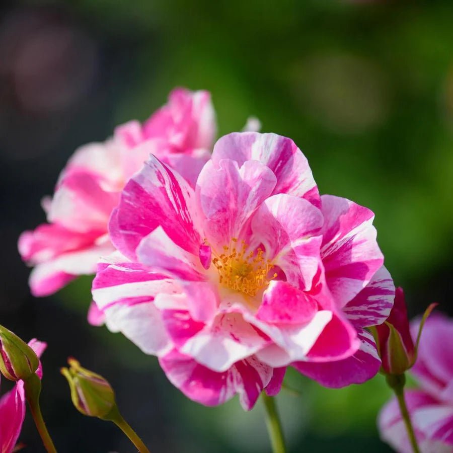 The King’s rose (Aus27a16) (NEW 2025)