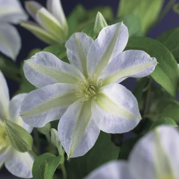 Clematis ‘Yukikomachi’