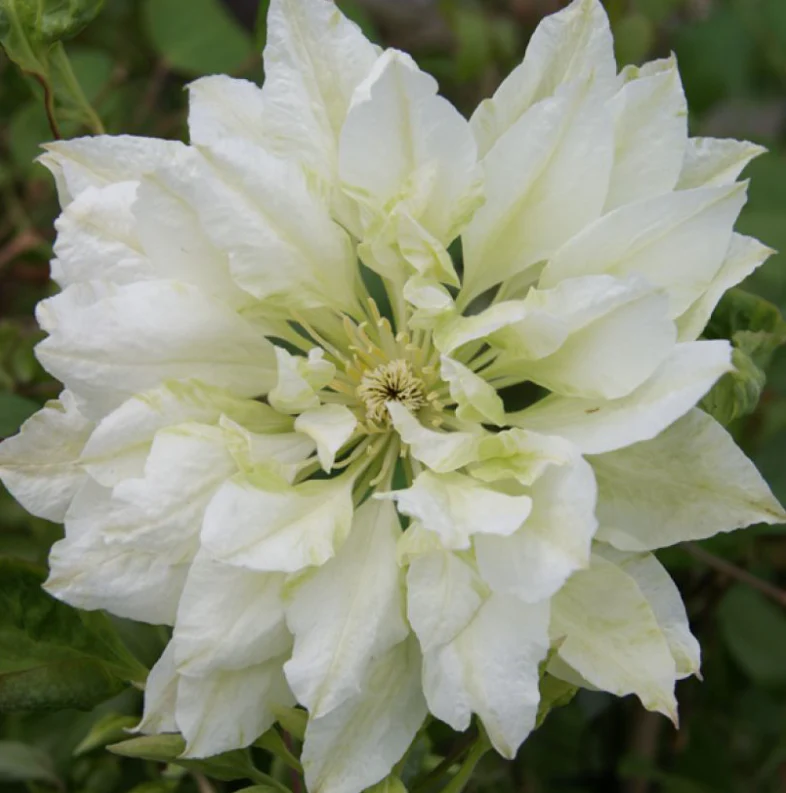 Clematis ‘Yukiokoshi’